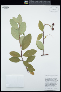 Image of Cotoneaster gamblei