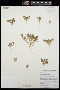 Mesembryanthemum nodiflorum image