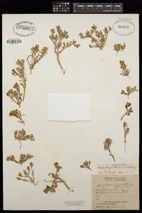 Mesembryanthemum nodiflorum image