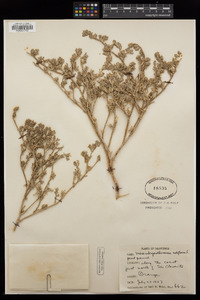 Mesembryanthemum nodiflorum image