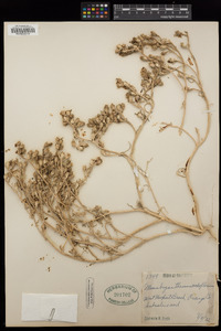 Mesembryanthemum nodiflorum image