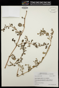 Trianthema portulacastrum image