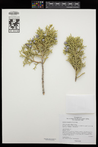 Juniperus osteosperma image