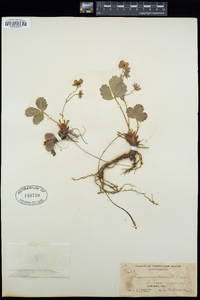 Fragaria chiloensis image