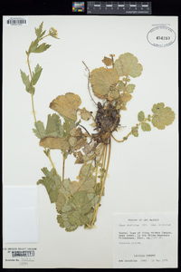 Geum aleppicum image