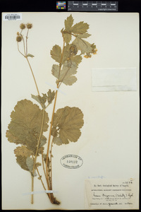 Geum macrophyllum image