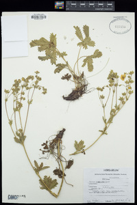 Geum macrophyllum image