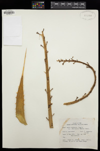 Agave utahensis var. eborispina image