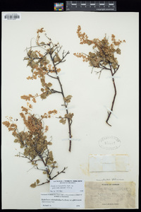 Holodiscus discolor var. glabrescens image