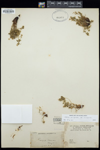 Ivesia arizonica var. arizonica image