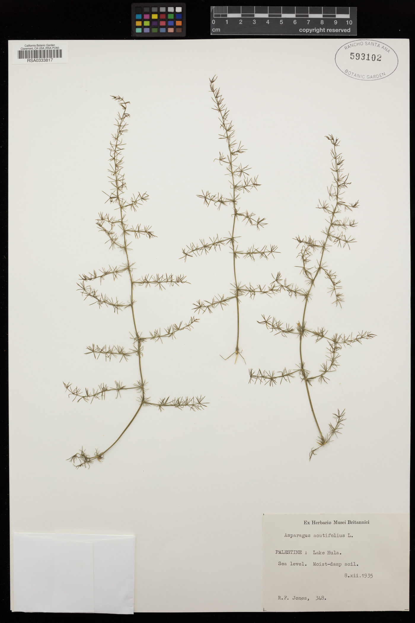 Asparagus acutifolius image