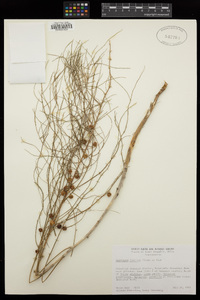 Asparagus dauricus image