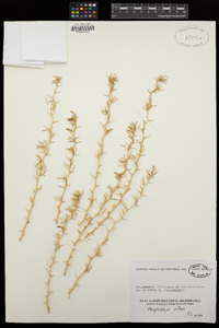 Image of Asparagus albus