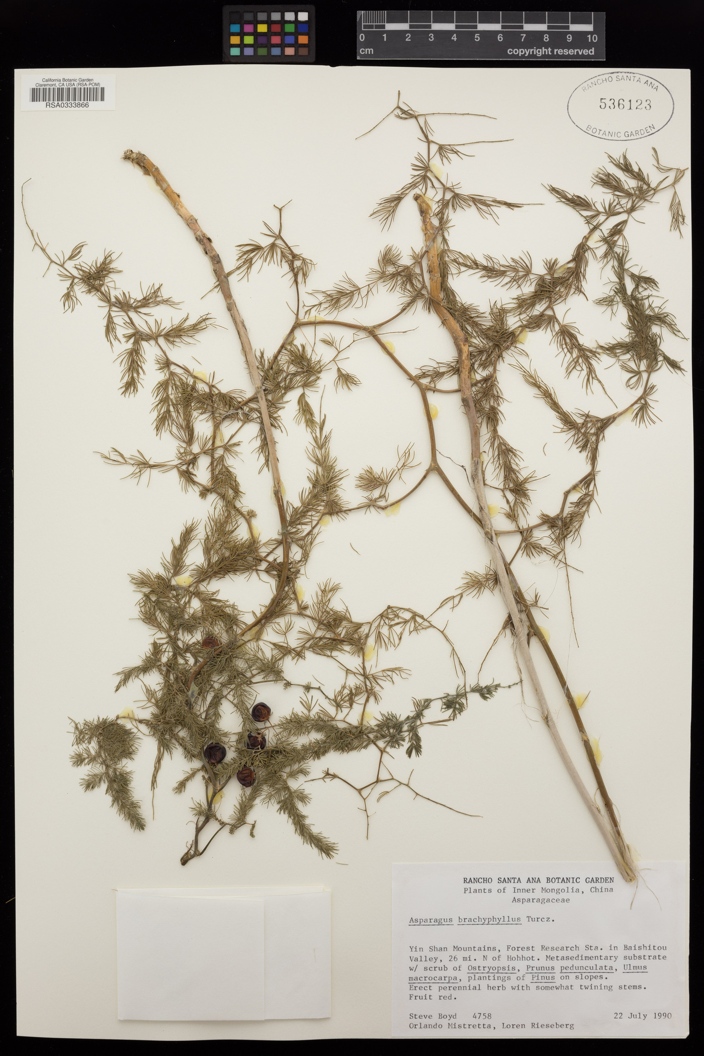 Asparagus brachyphyllus image