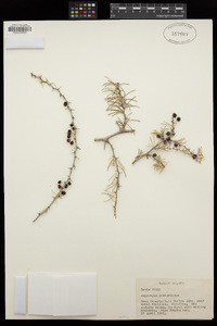 Image of Asparagus pastorianus