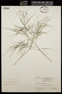 Asparagus virgatus image