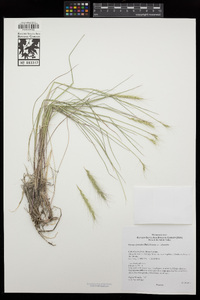 Elymus elymoides var. elymoides image