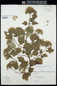 Physocarpus capitatus image