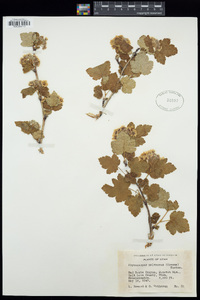 Physocarpus malvaceus image