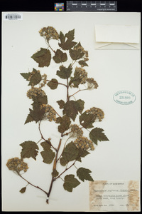 Physocarpus capitatus image