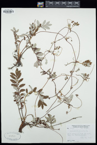 Potentilla anserina image