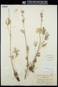 Potentilla bipinnatifida image