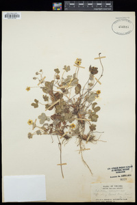 Potentilla canadensis image