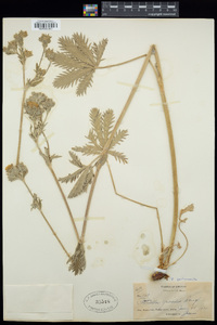 Potentilla gracilis image