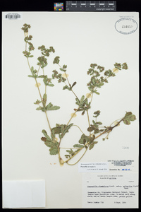 Potentilla norvegica image