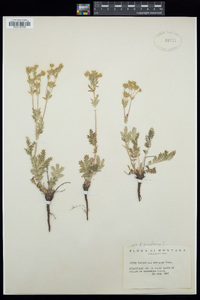 Potentilla pensylvanica image