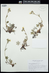 Potentilla pulcherrima image