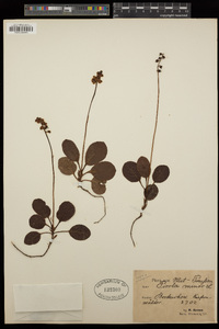 Pyrola minor image