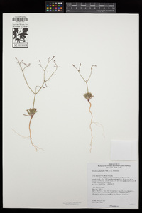 Oxytheca dendroidea subsp. dendroidea image