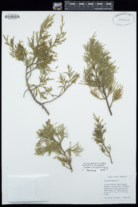 Juniperus virginiana image