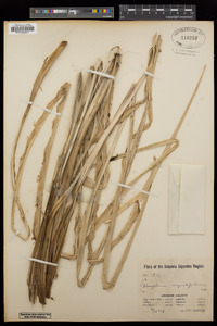 Chlorogalum angustifolium image