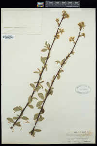 Prunus emarginata image