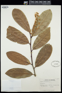 Prunus laurocerasus image