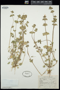 Lamium amplexicaule image