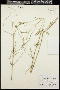 Image of Lavandula coronopifolia