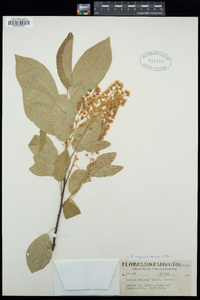 Prunus virginiana image