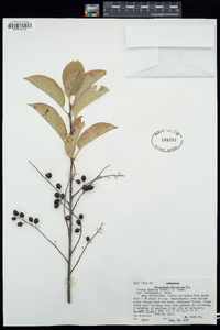 Prunus virginiana image