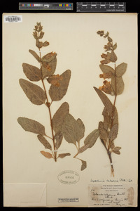 Lepechinia calycina image