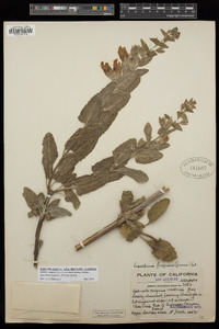 Lepechinia fragrans image