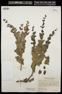 Lepechinia fragrans image