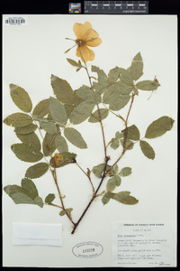 Rosa acicularis image