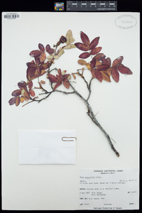 Rosa acicularis image