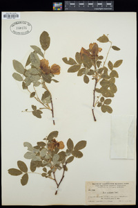 Rosa acicularis image