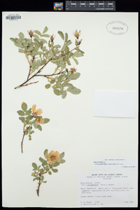 Rosa woodsii subsp. gratissima image