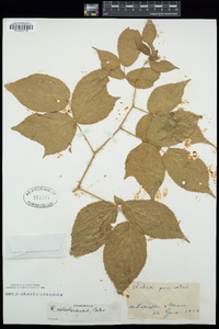 Rubus allegheniensis image