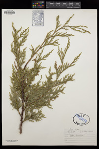 Thuja plicata image